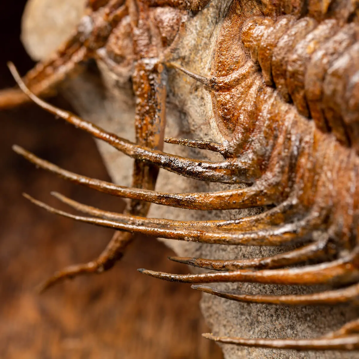 Trilobite Selenopeltis e Ophiura