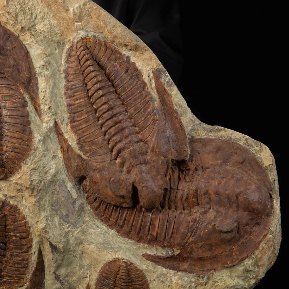 Cornuprteus sp