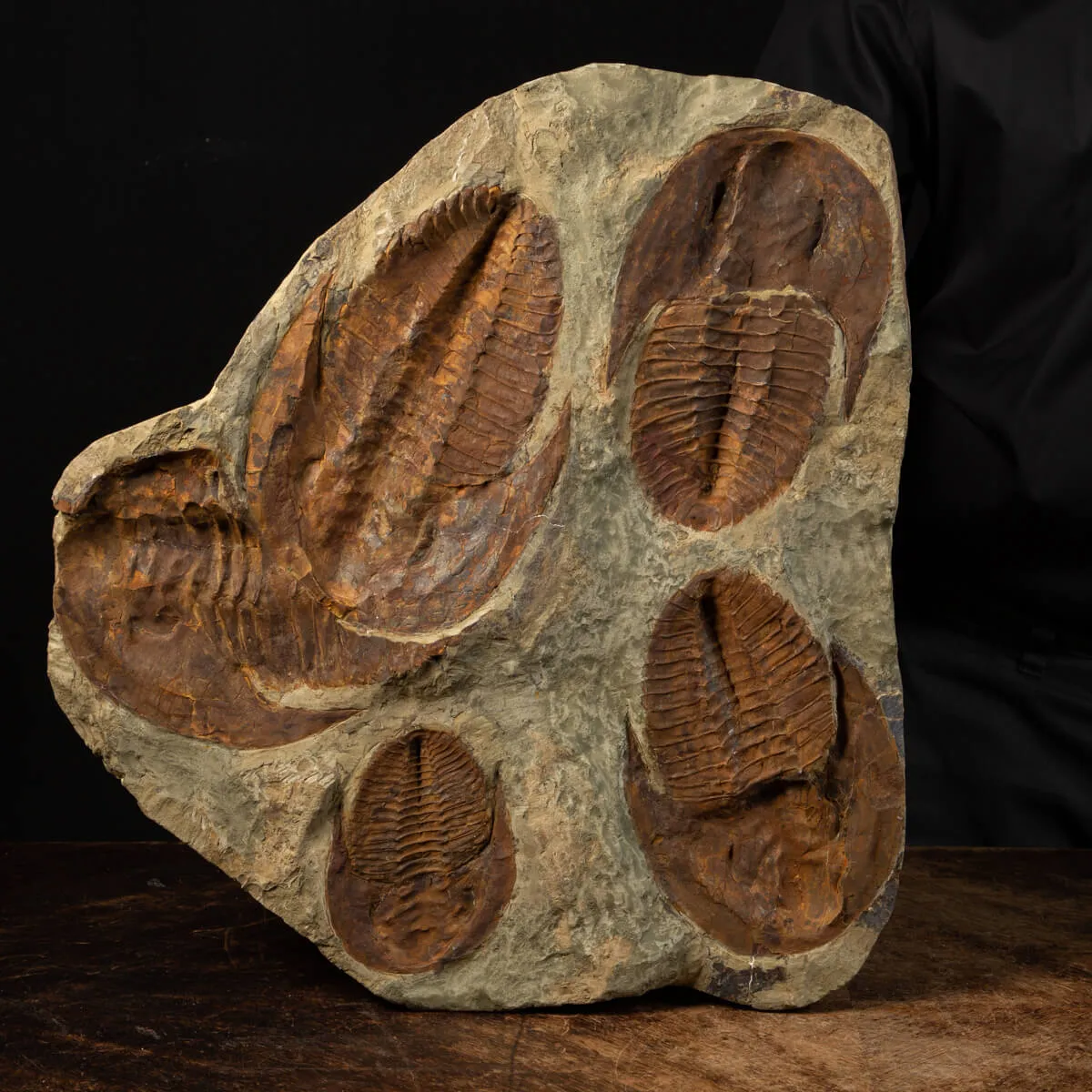 Cornuprteus sp