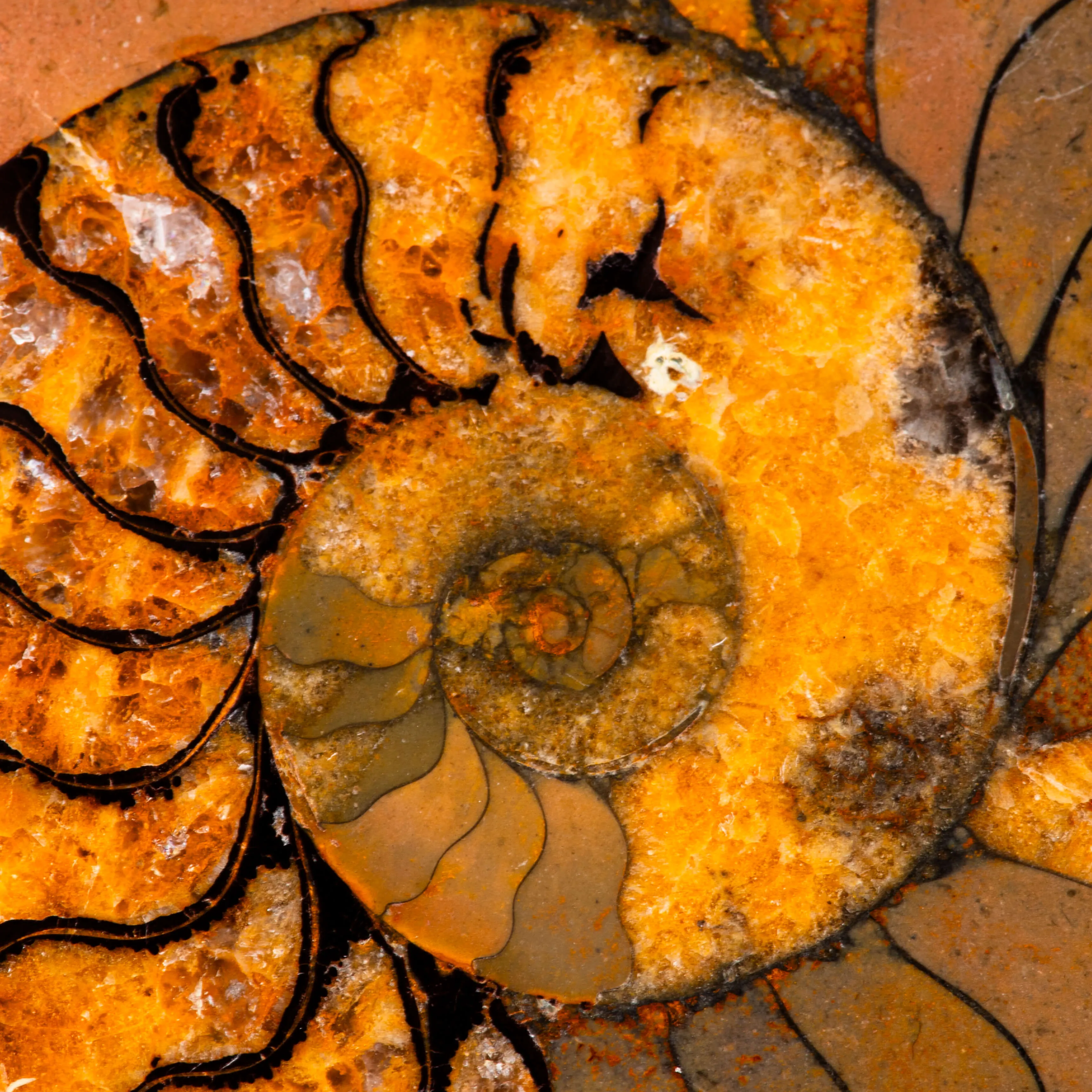 Ciondolo con Ammonite Fossile.
