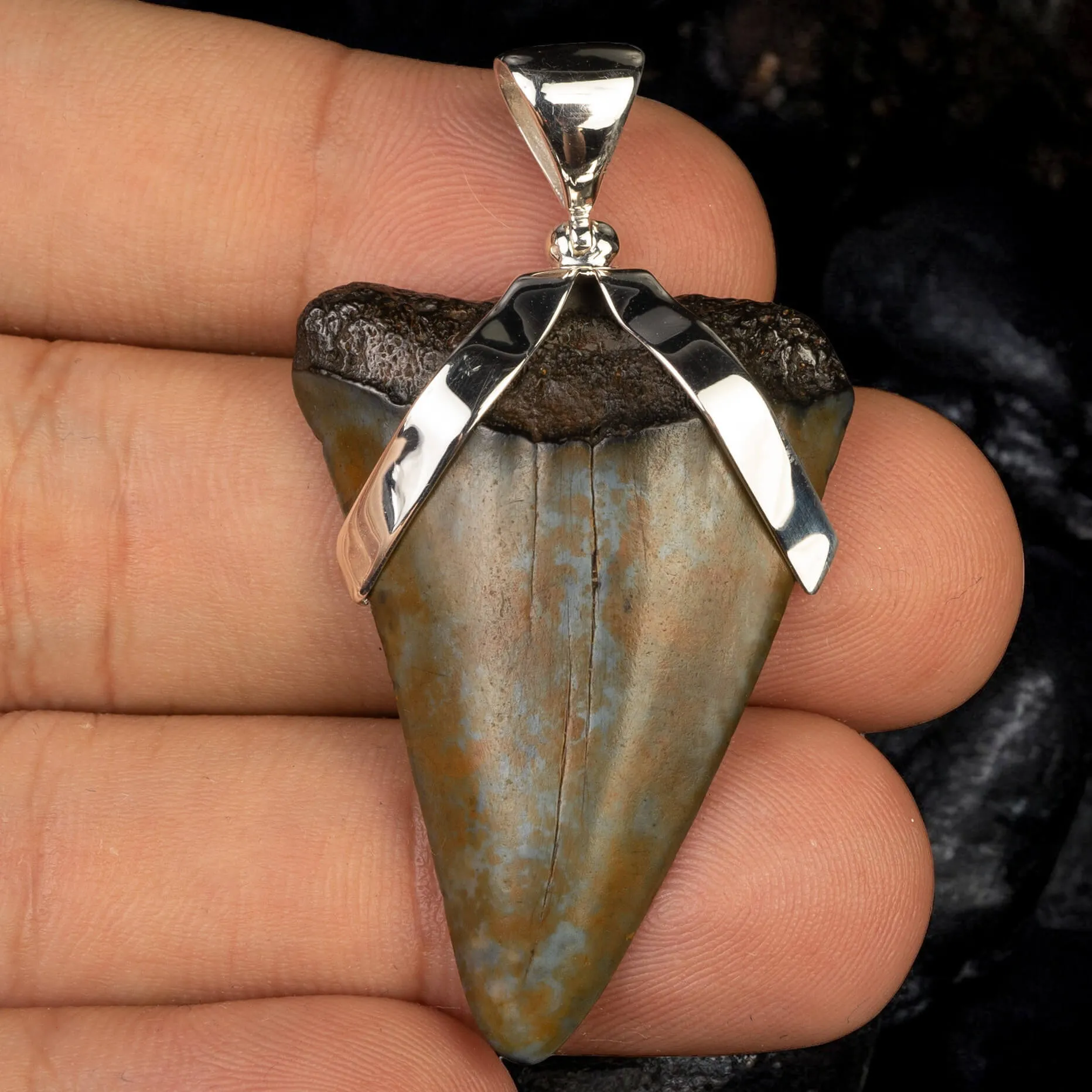 Ciondolo in Argento con Dente Fossile di Carcharodon Hastalis.