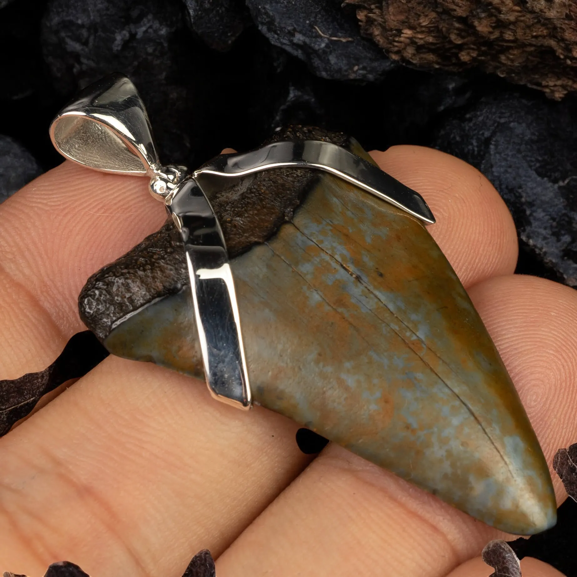 Ciondolo in Argento con Dente Fossile di Carcharodon Hastalis.