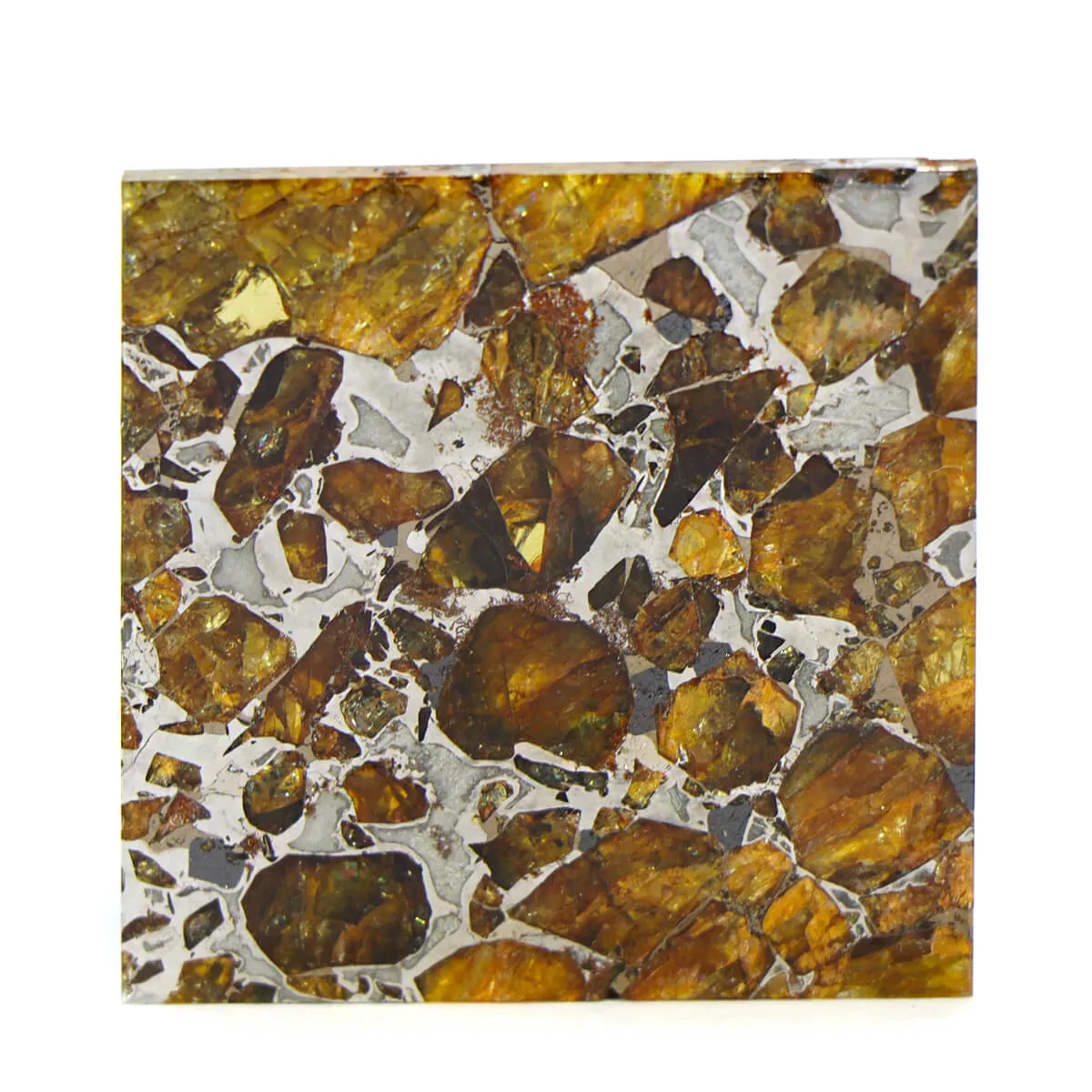 Pallasite Brahin