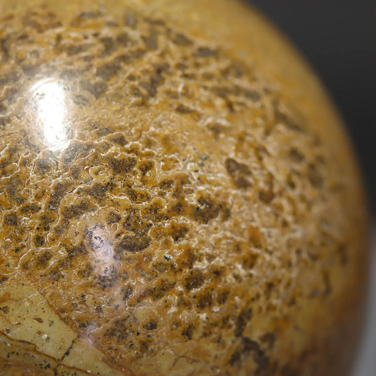 Sfera in Osso di Atlasaurus