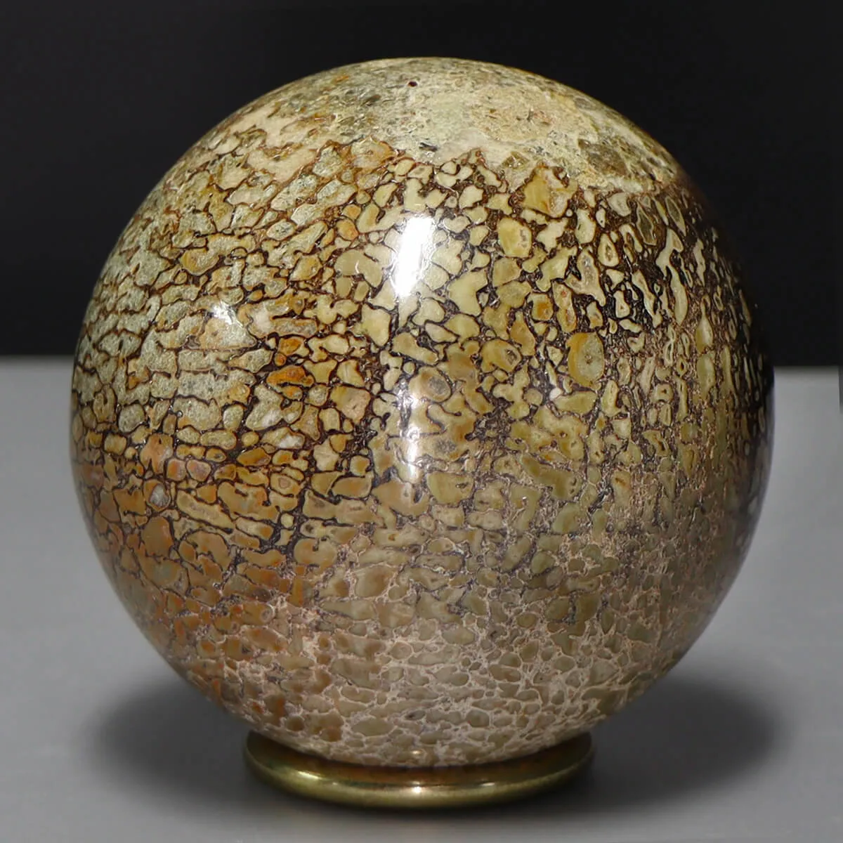 Sfera in Osso di Atlasaurus