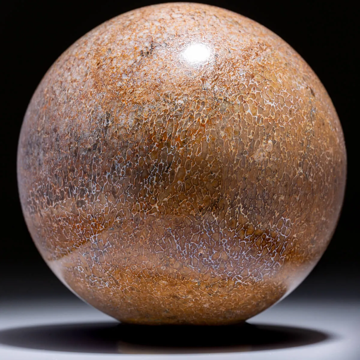 Sfera in Osso di Atlasaurus