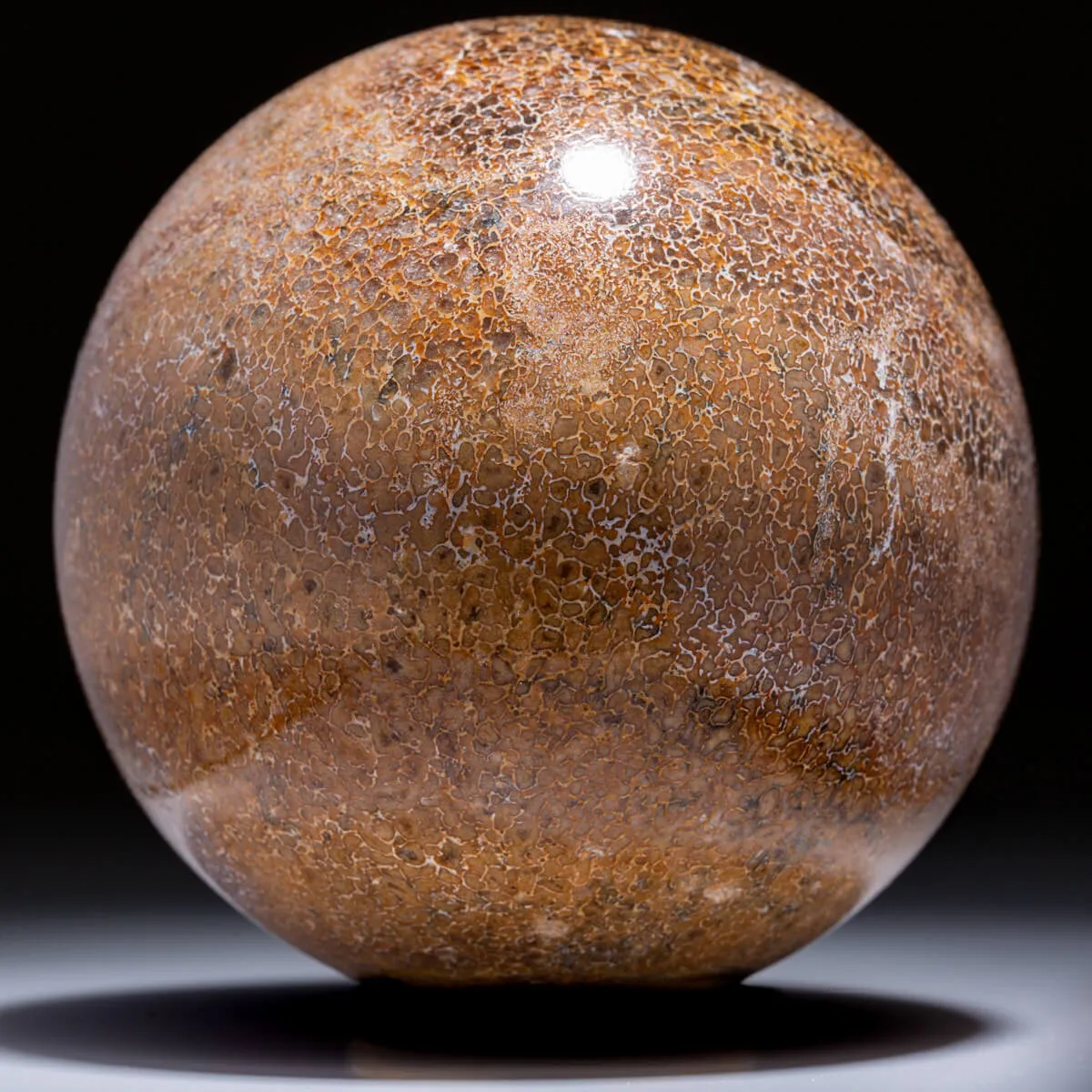 Sfera in Osso di Atlasaurus
