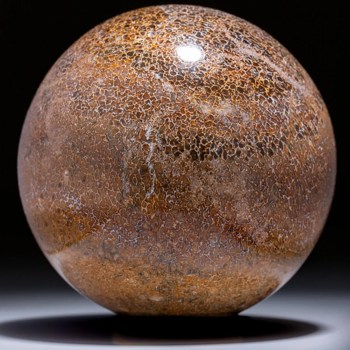 Sfera in Osso di Atlasaurus