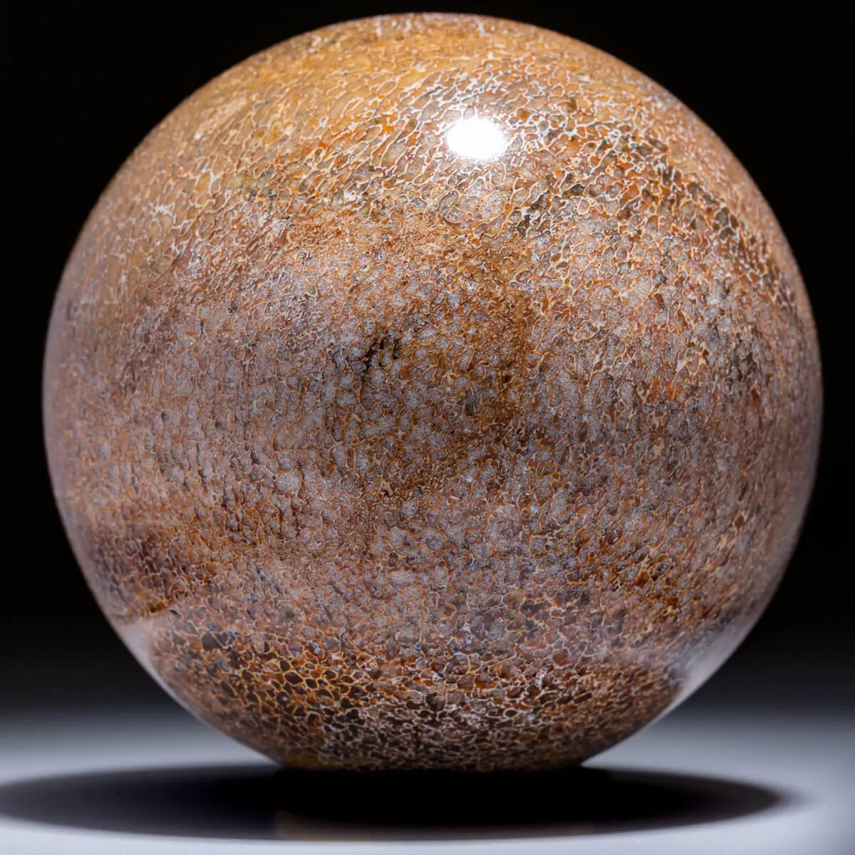 Sfera in Osso di Atlasaurus