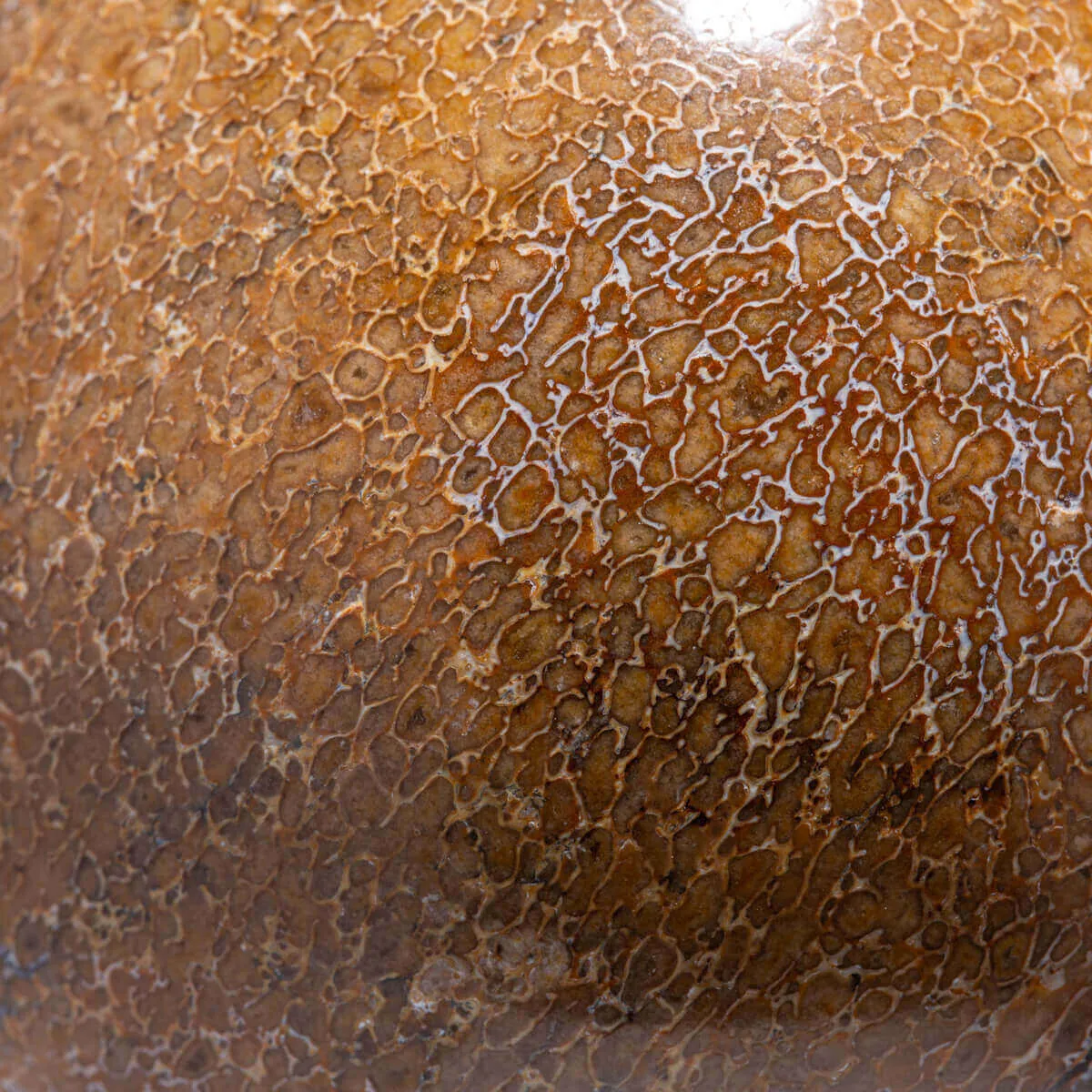 Sfera in Osso di Atlasaurus