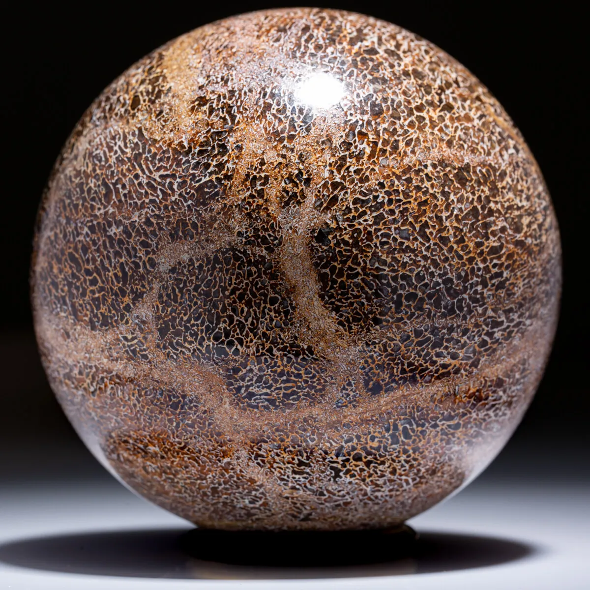Sfera In Osso Di Atlasaurus