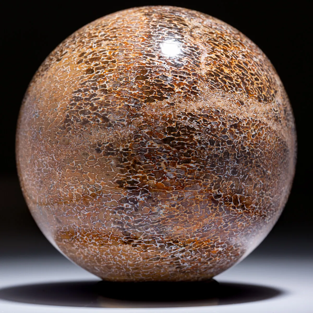 Sfera In Osso Di Atlasaurus