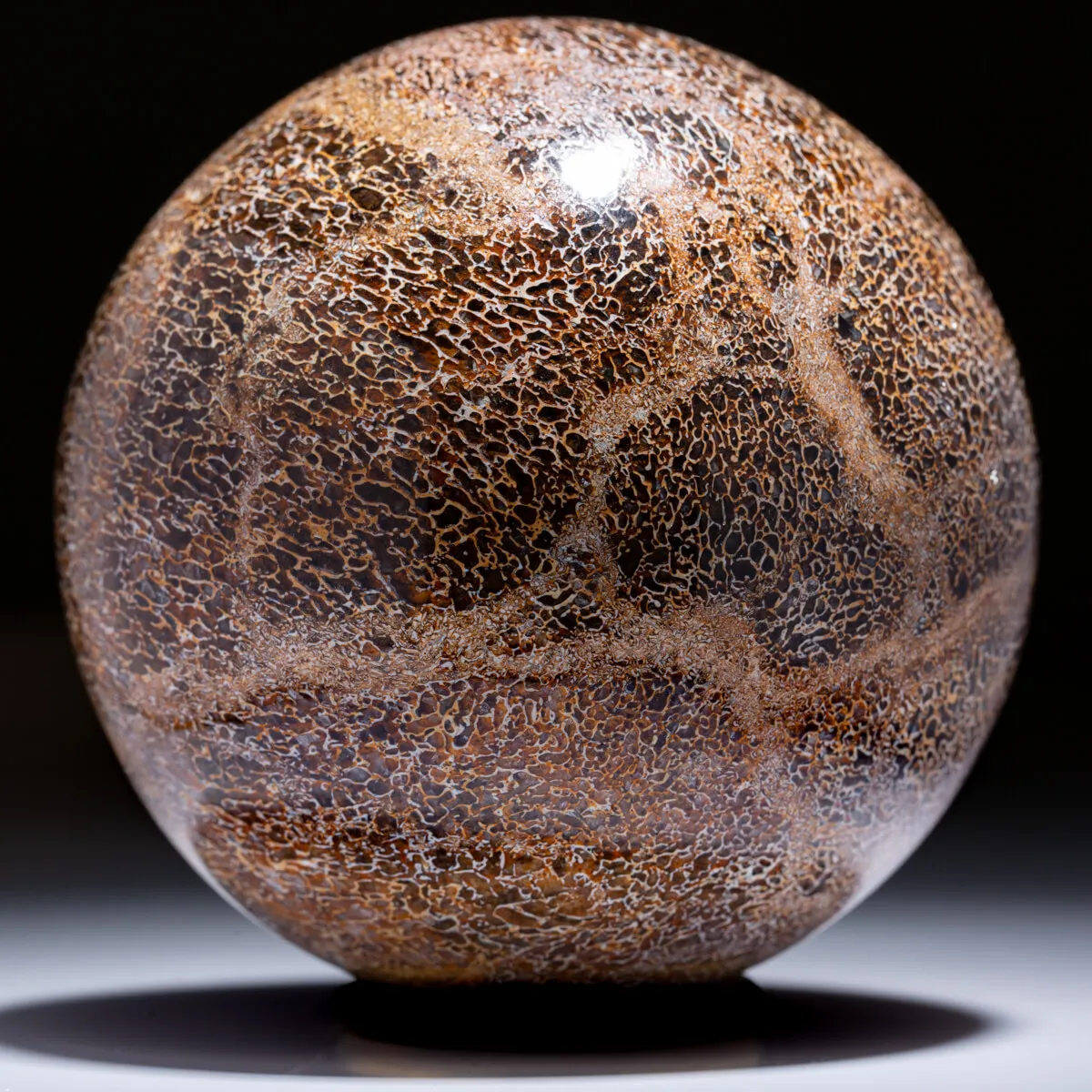 Sfera In Osso Di Atlasaurus