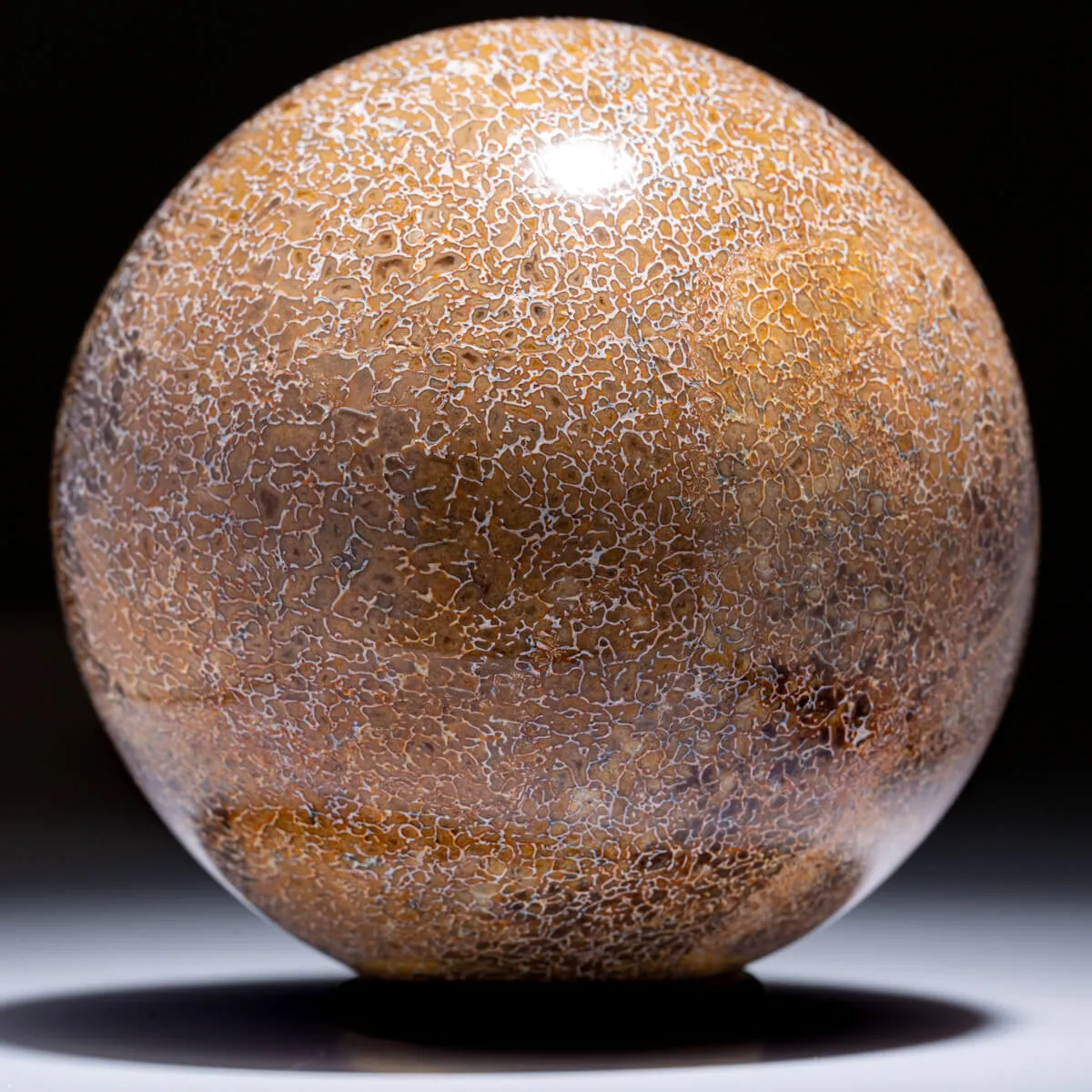 Sfera In Osso Di Atlasaurus