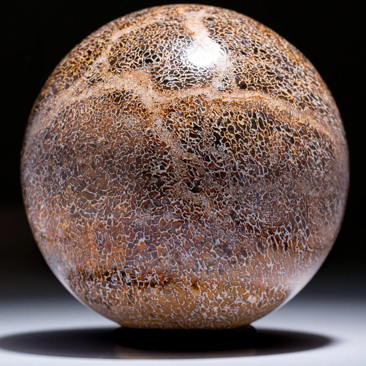 Sfera In Osso Di Atlasaurus