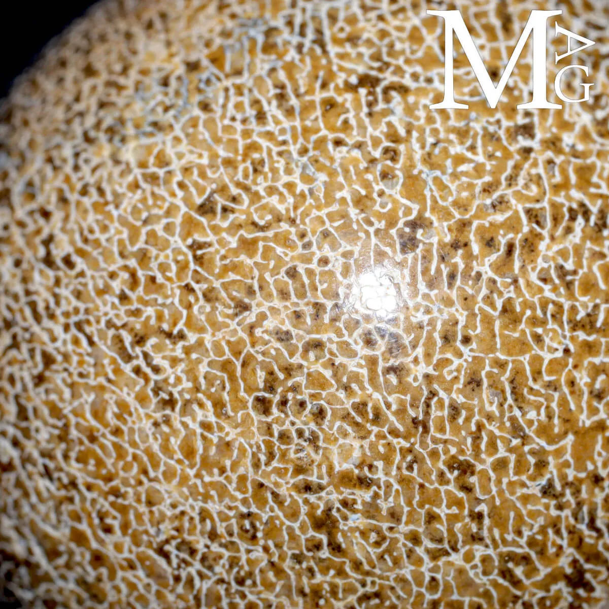 Sfera esclusiva in osso fossile Agatizzato