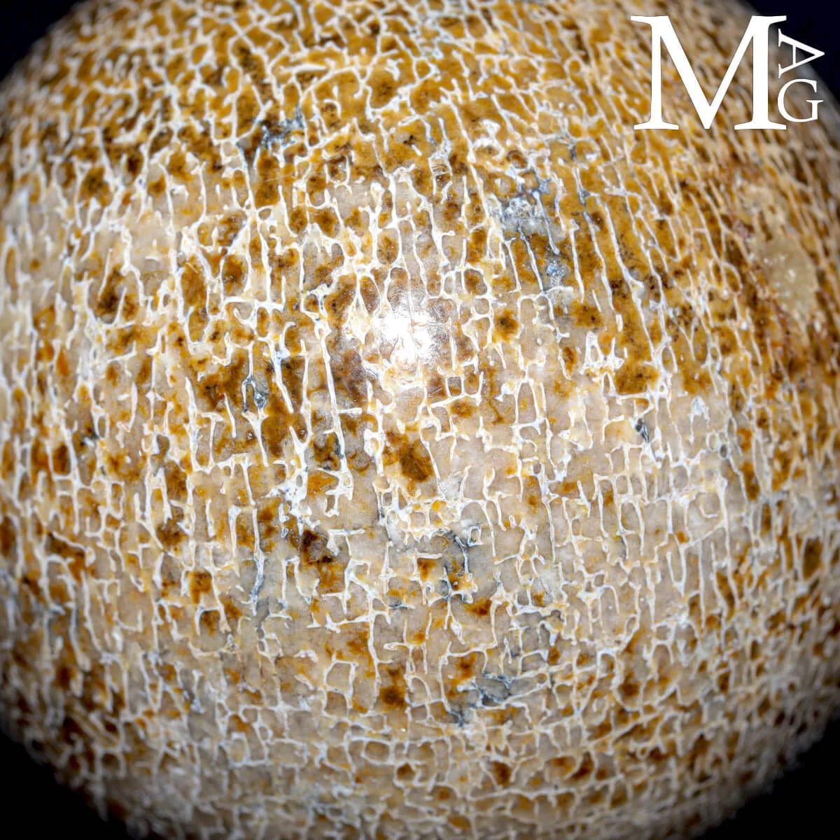 Sfera esclusiva in osso fossile Agatizzato