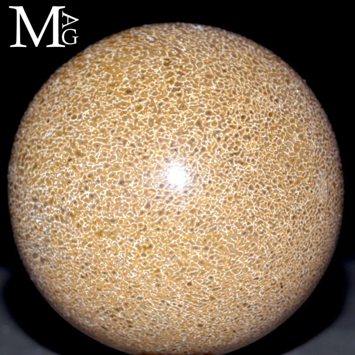 Sfera in osso fossile: Atlasaurus Imelakei.