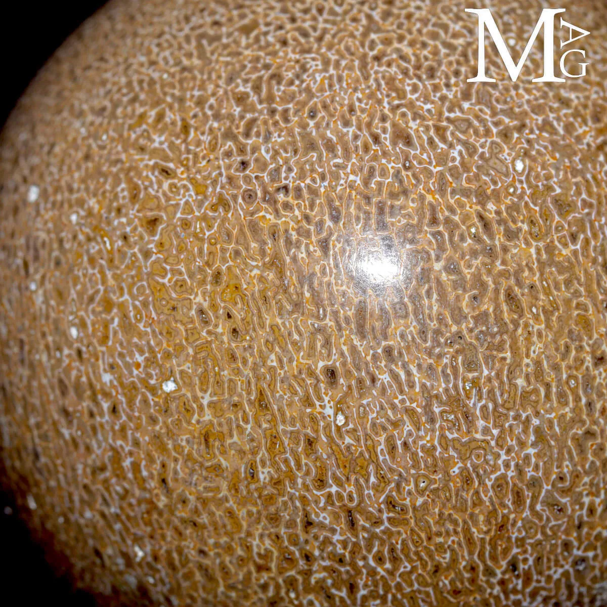 Sfera in osso fossile: Atlasaurus Imelakei.