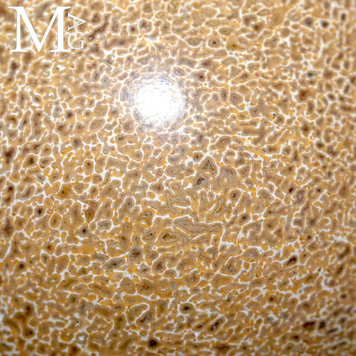 Sfera in osso fossile: Atlasaurus Imelakei.