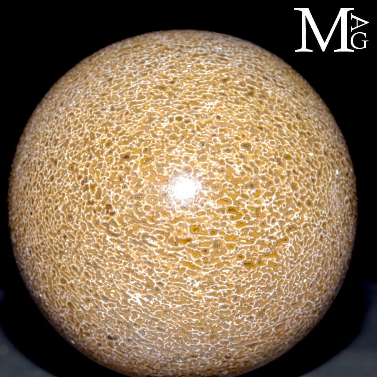 Sfera in osso fossile: Atlasaurus Imelakei.
