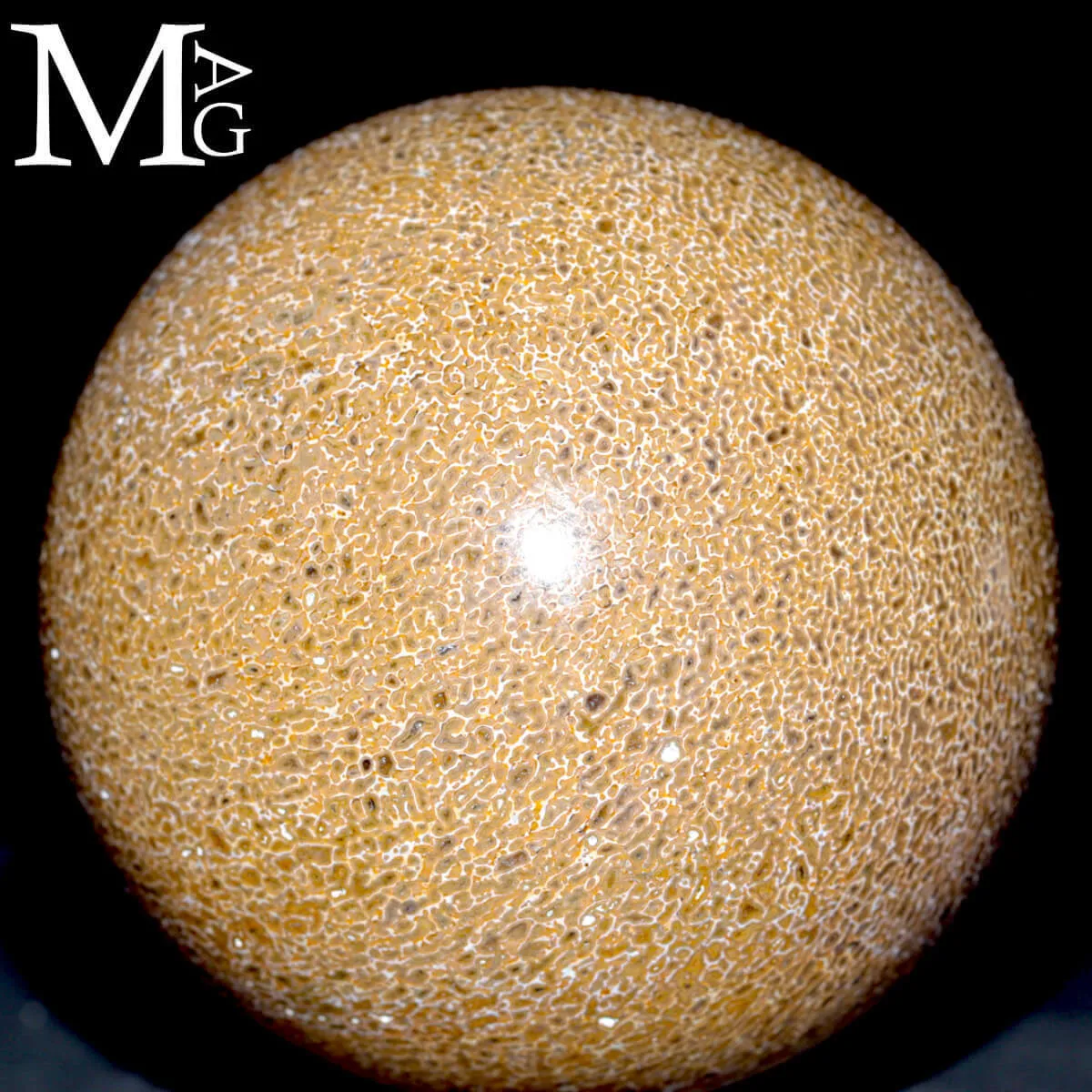 Sfera in osso fossile: Atlasaurus Imelakei.