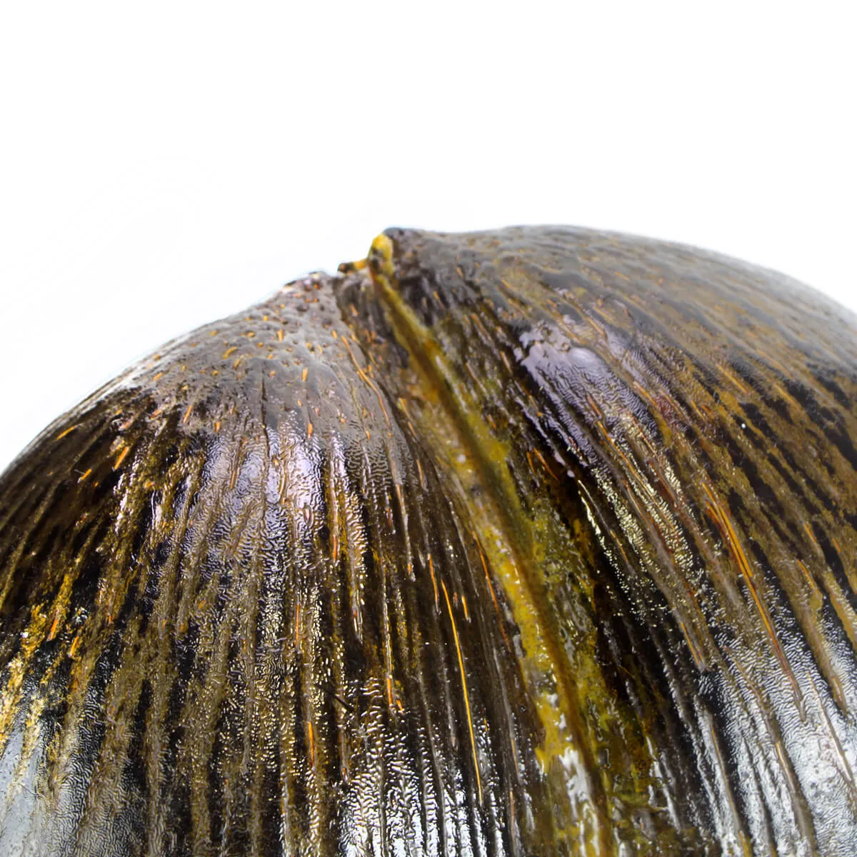 Coco de Mer