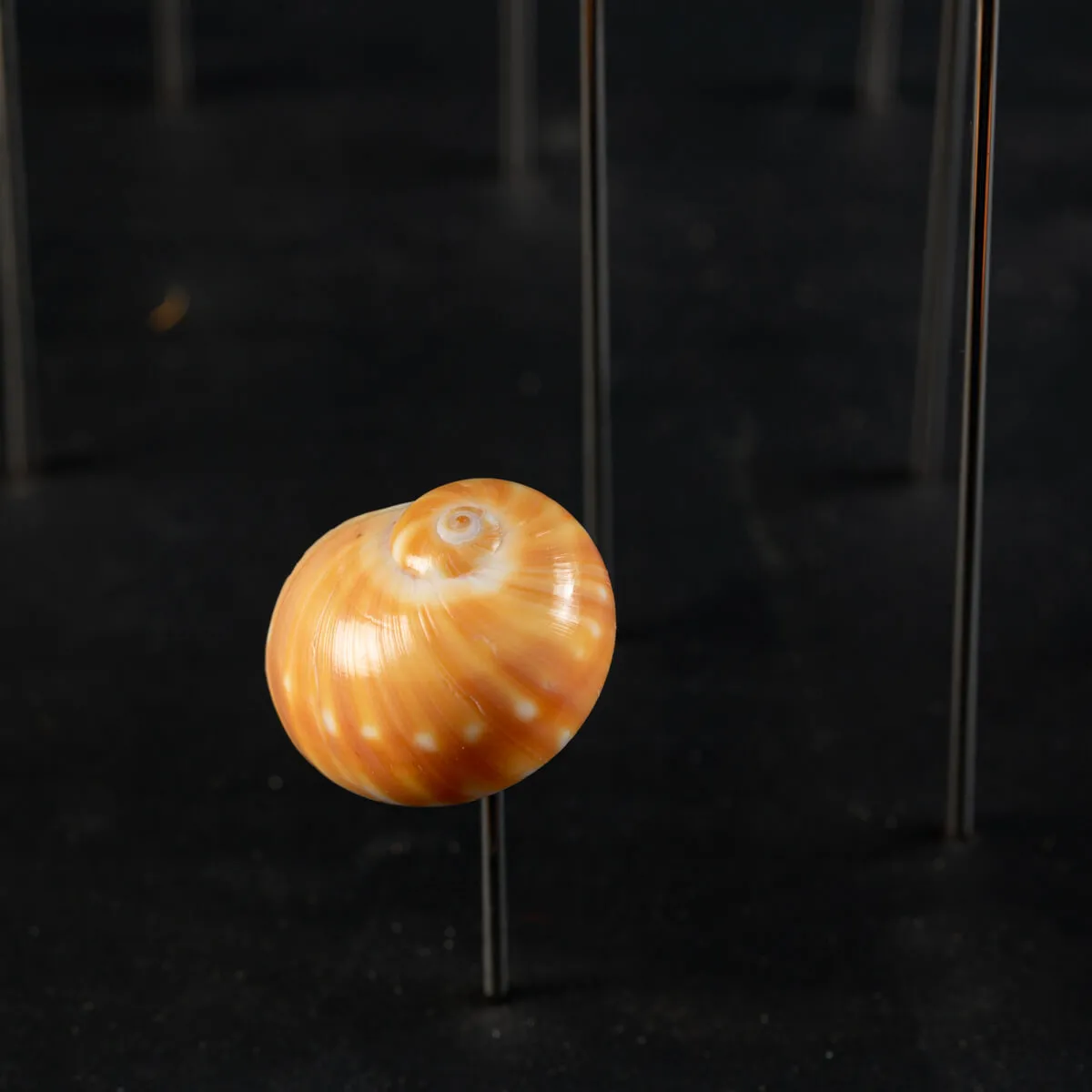 Conchiglie terrestri sotto Campana di Vetro