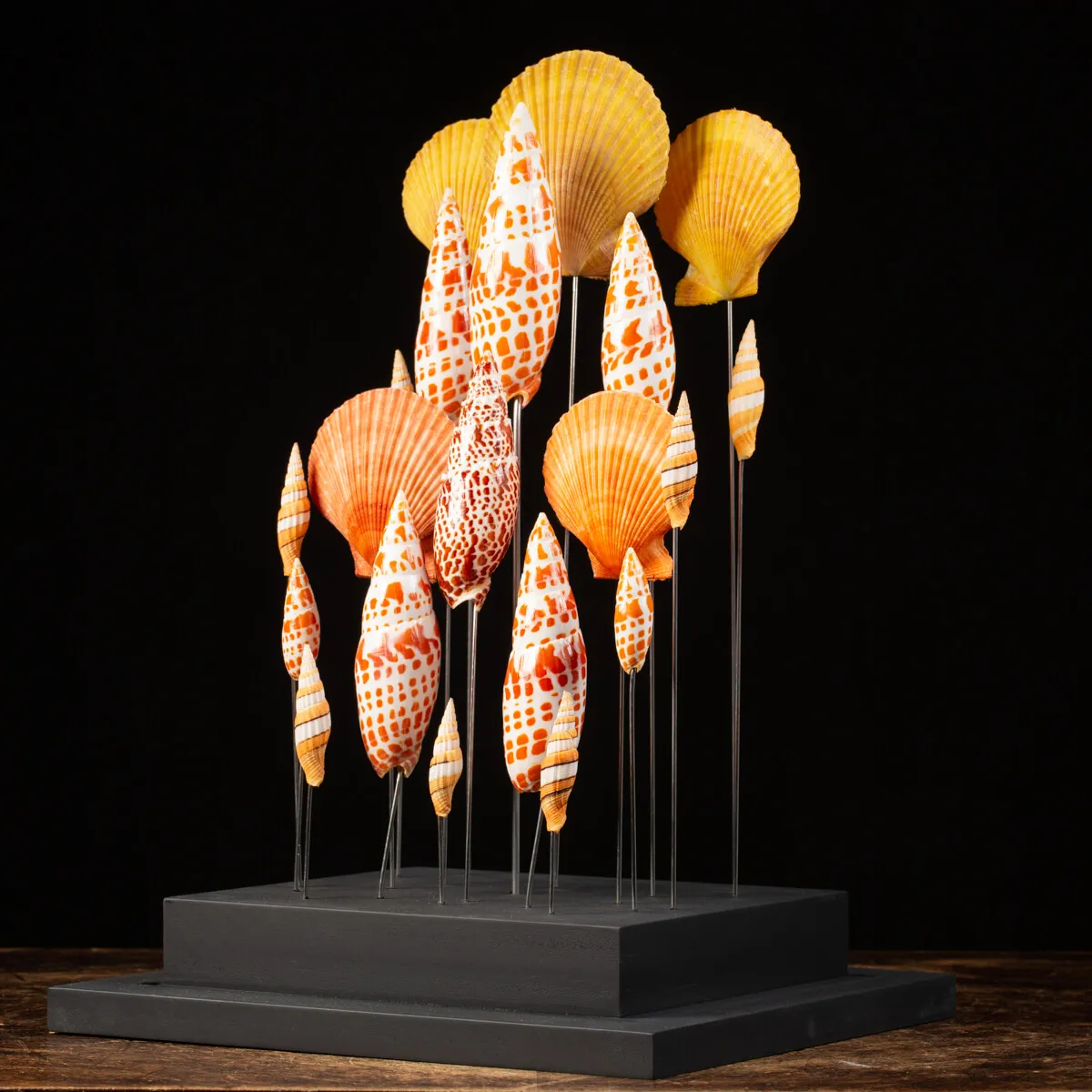 Conchiglie sotto Teca di Vetro
