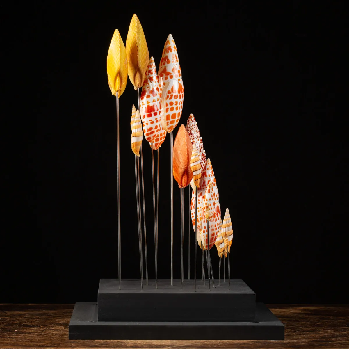 Conchiglie sotto Teca di Vetro