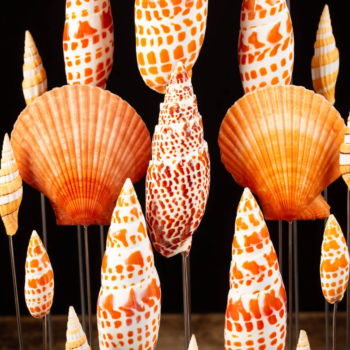 Conchiglie sotto Teca di Vetro