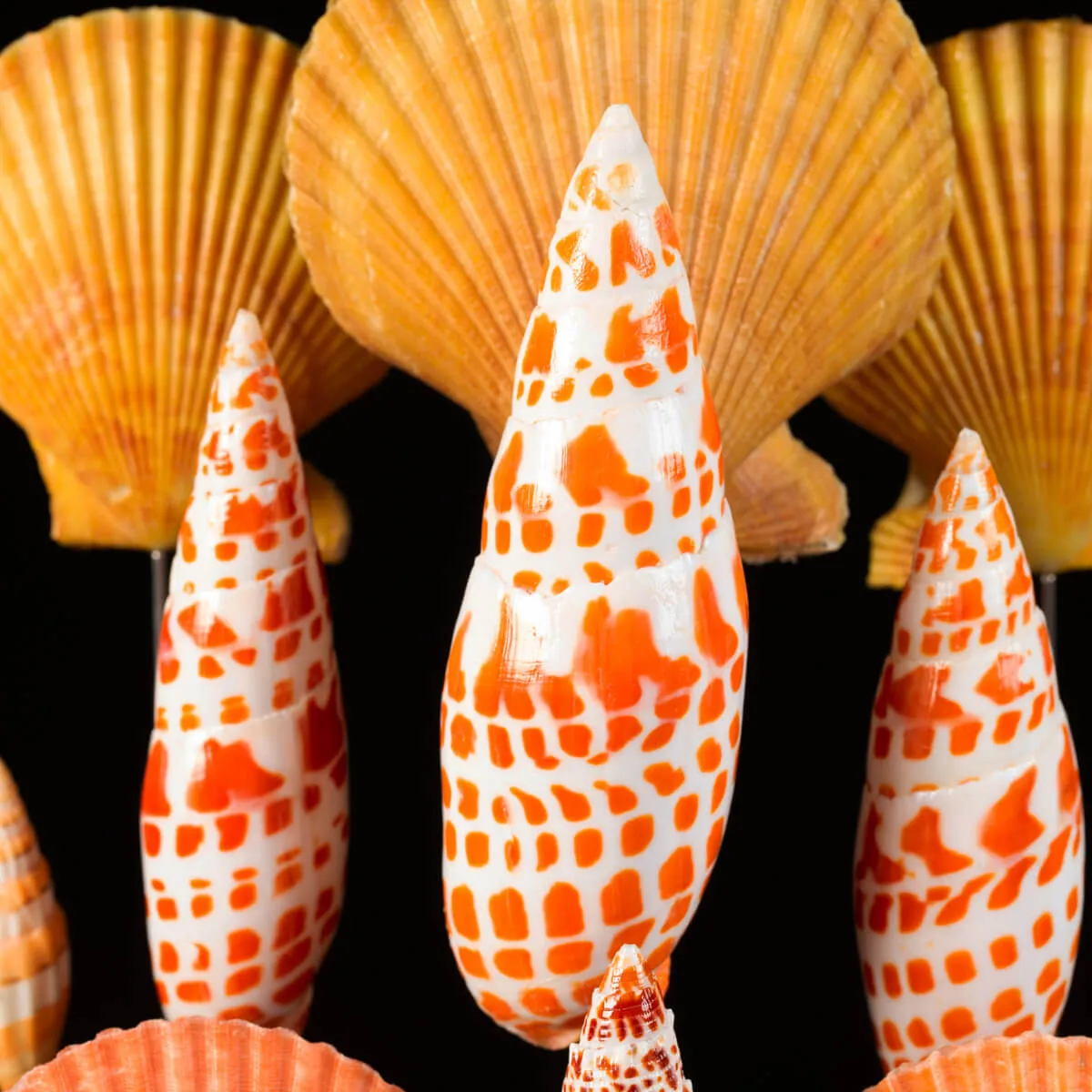 Conchiglie sotto Teca di Vetro