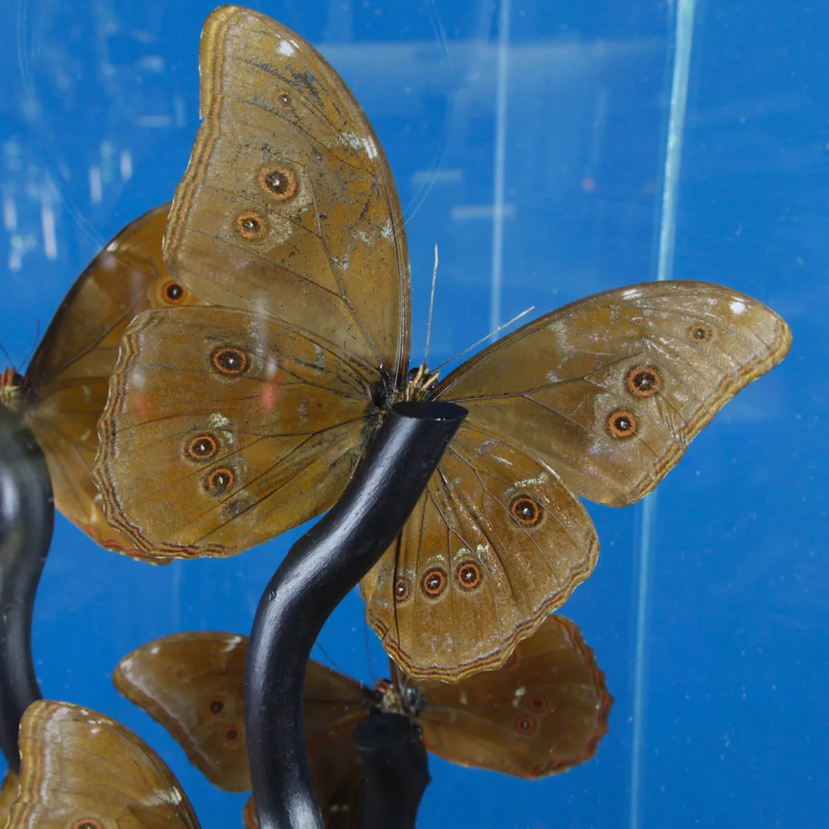 Morfo Blu Farfalle sotto Teca di Vetro