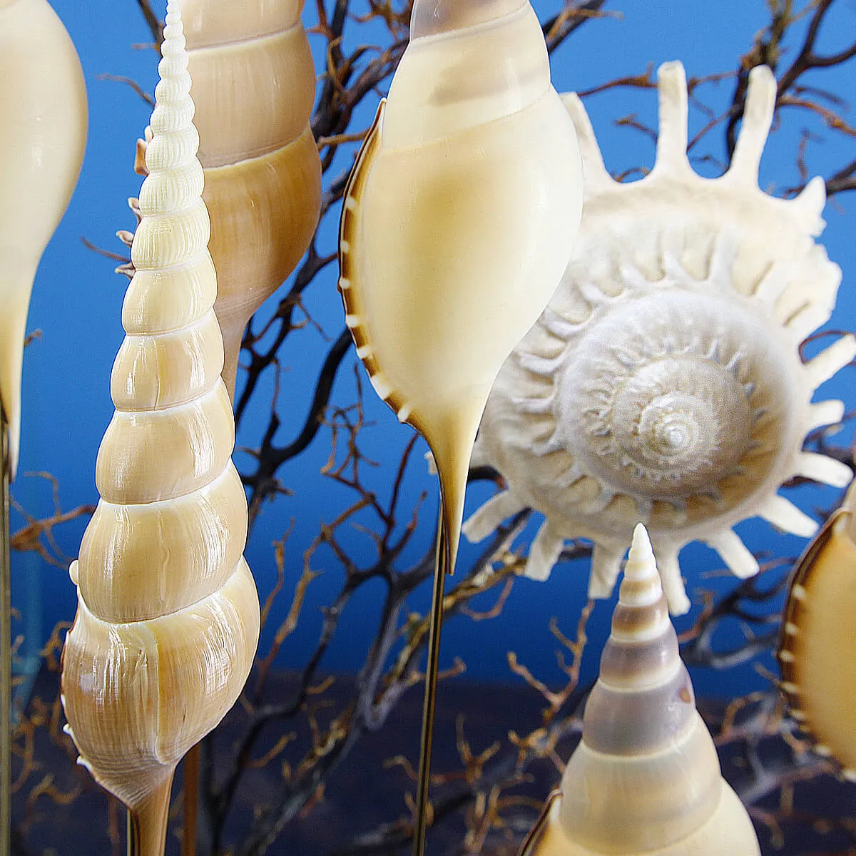 Ricci di Mare sotto Teca di Vetro