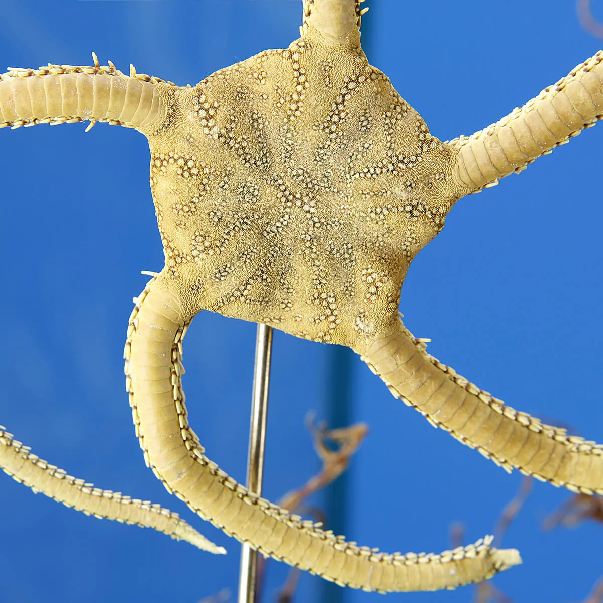 Ricci di Mare sotto Teca di Vetro