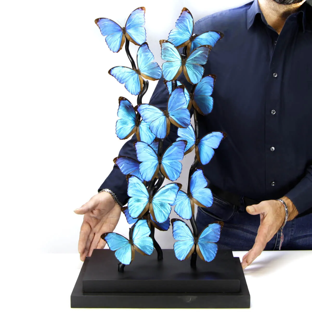 Morfo Blu Farfalle sotto Teca di Vetro