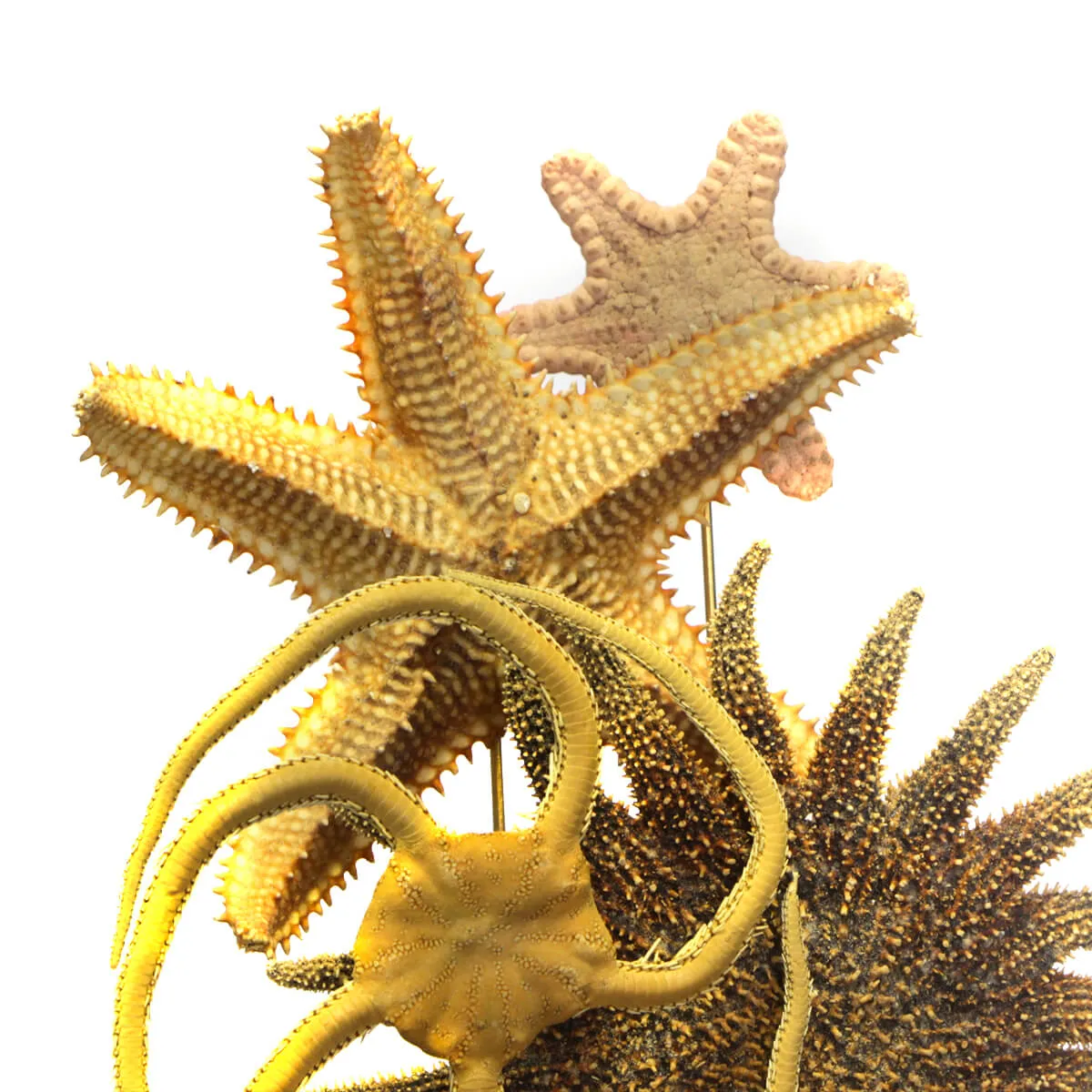 Stelle Marine sotto Campana di Vetro
