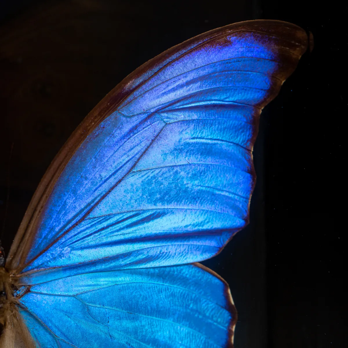 Morfo Blu Farfalla sotto Teca di Vetro