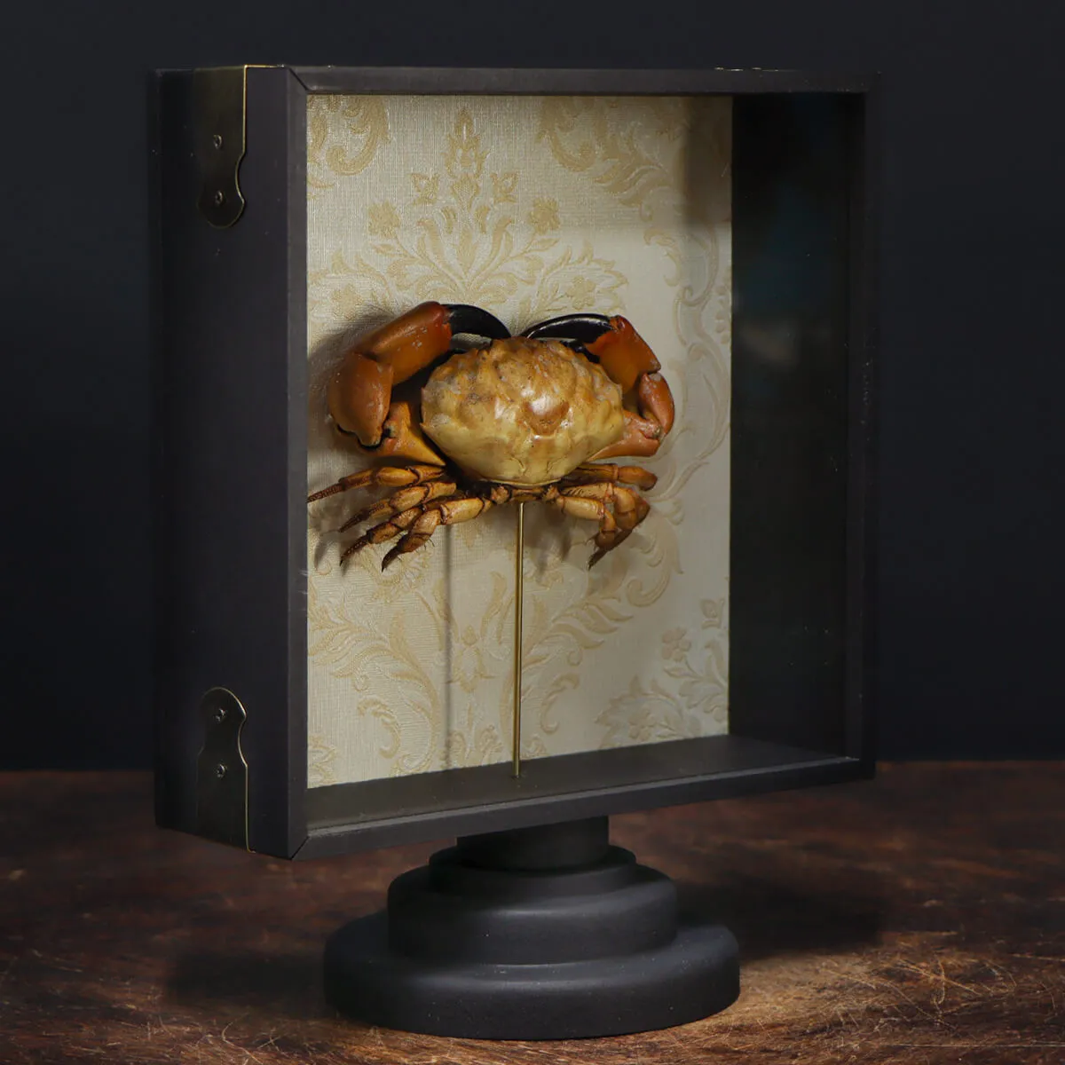 Lophopanopeus bellus