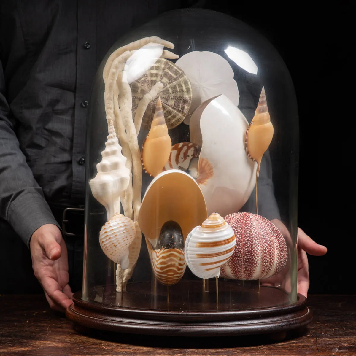 Nautilus e conchiglie da collezione sotto Campana di Vetro