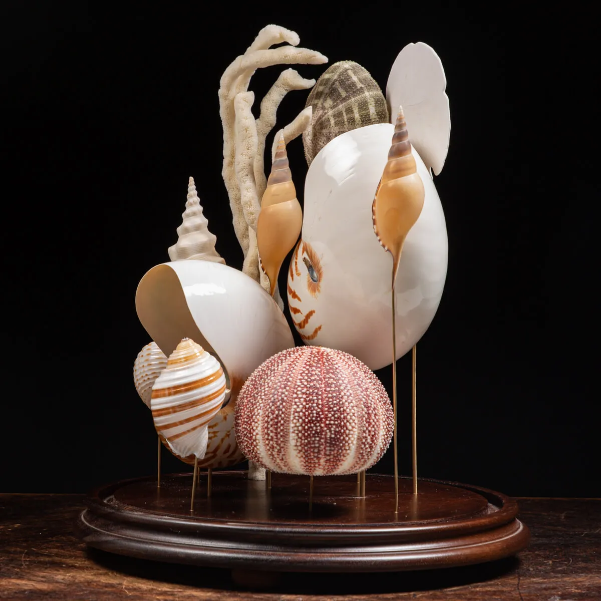 Nautilus e conchiglie da collezione sotto Campana di Vetro