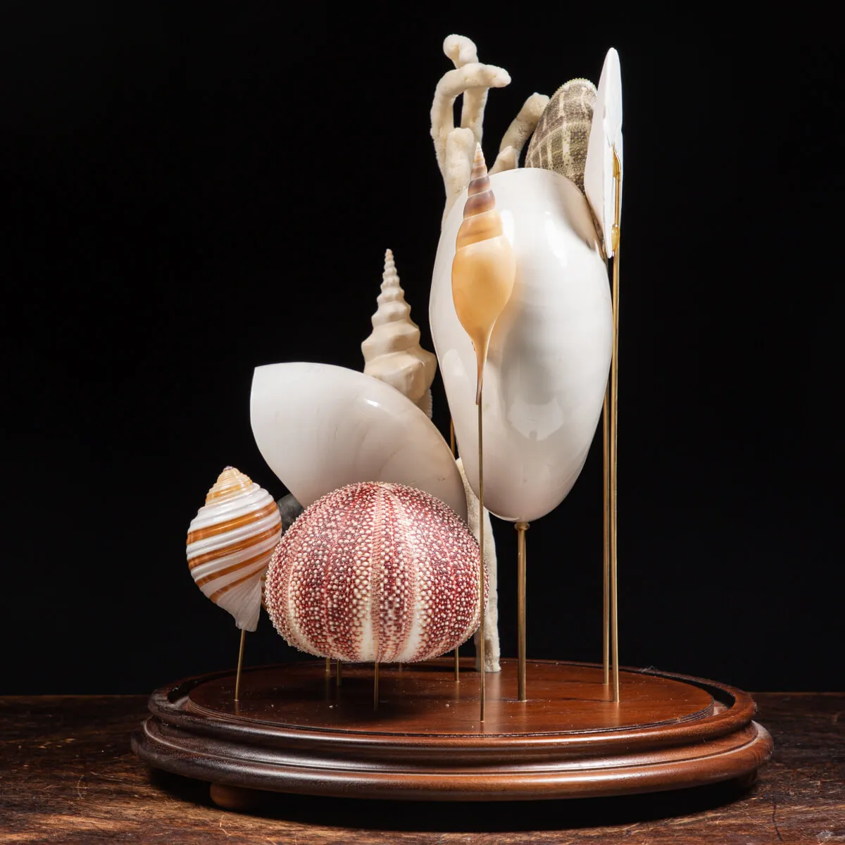 Nautilus e conchiglie da collezione sotto Campana di Vetro