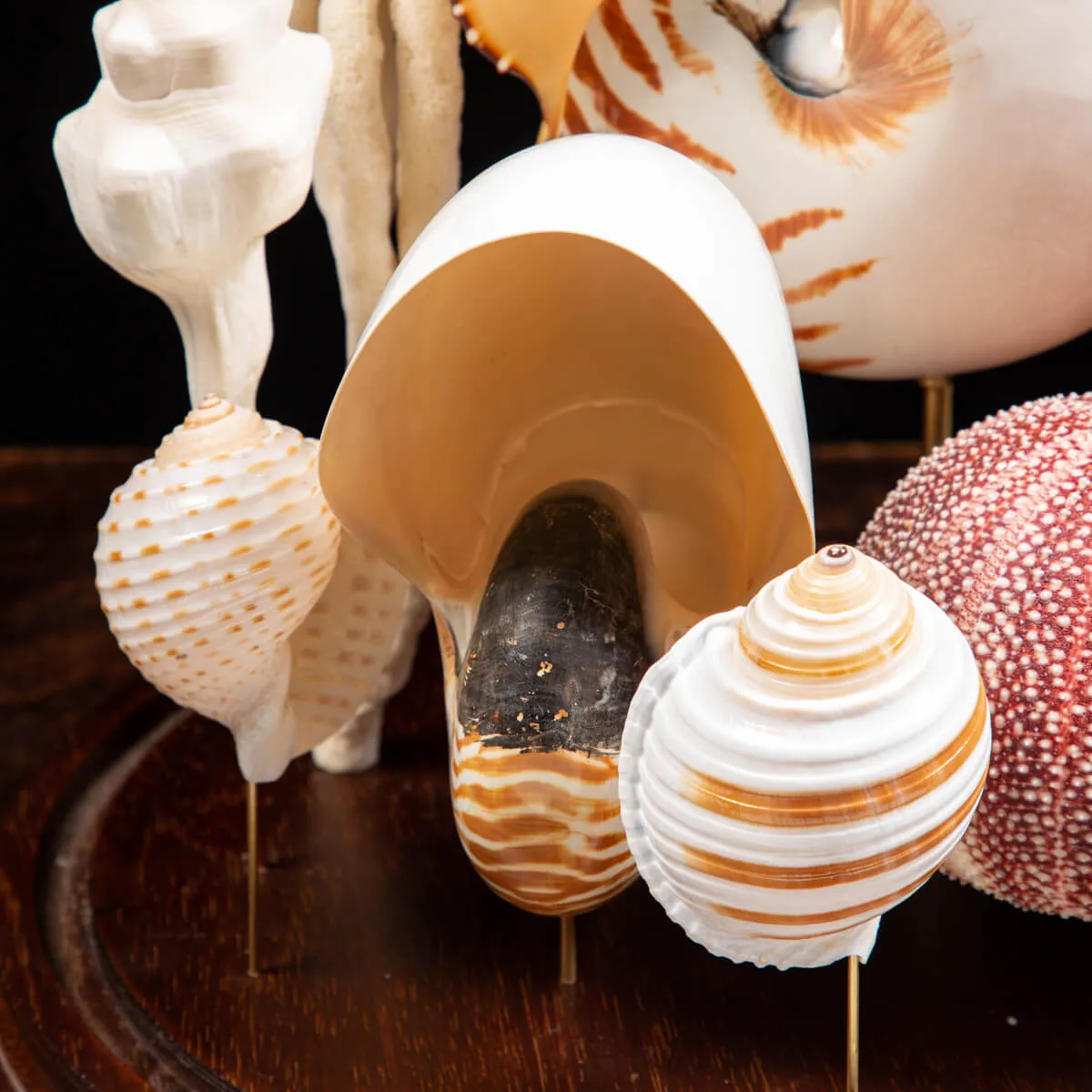 Nautilus e conchiglie da collezione sotto Campana di Vetro