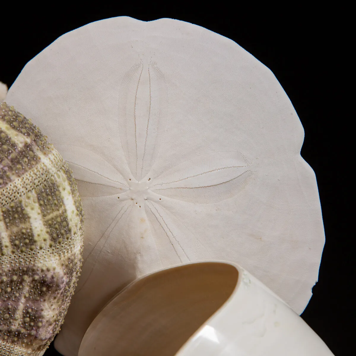 Nautilus e conchiglie da collezione sotto Campana di Vetro