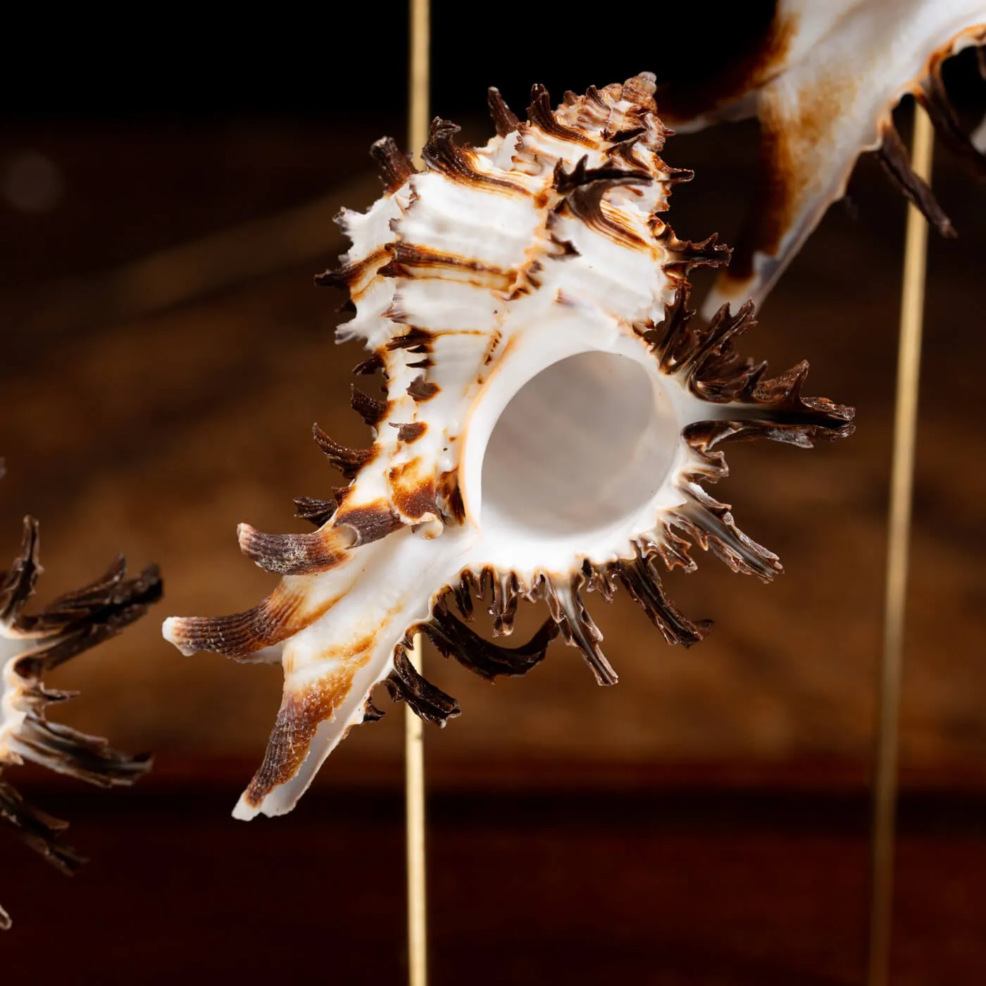 Conchiglie Hexaplex Cichoreum sotto Campana di Vetro