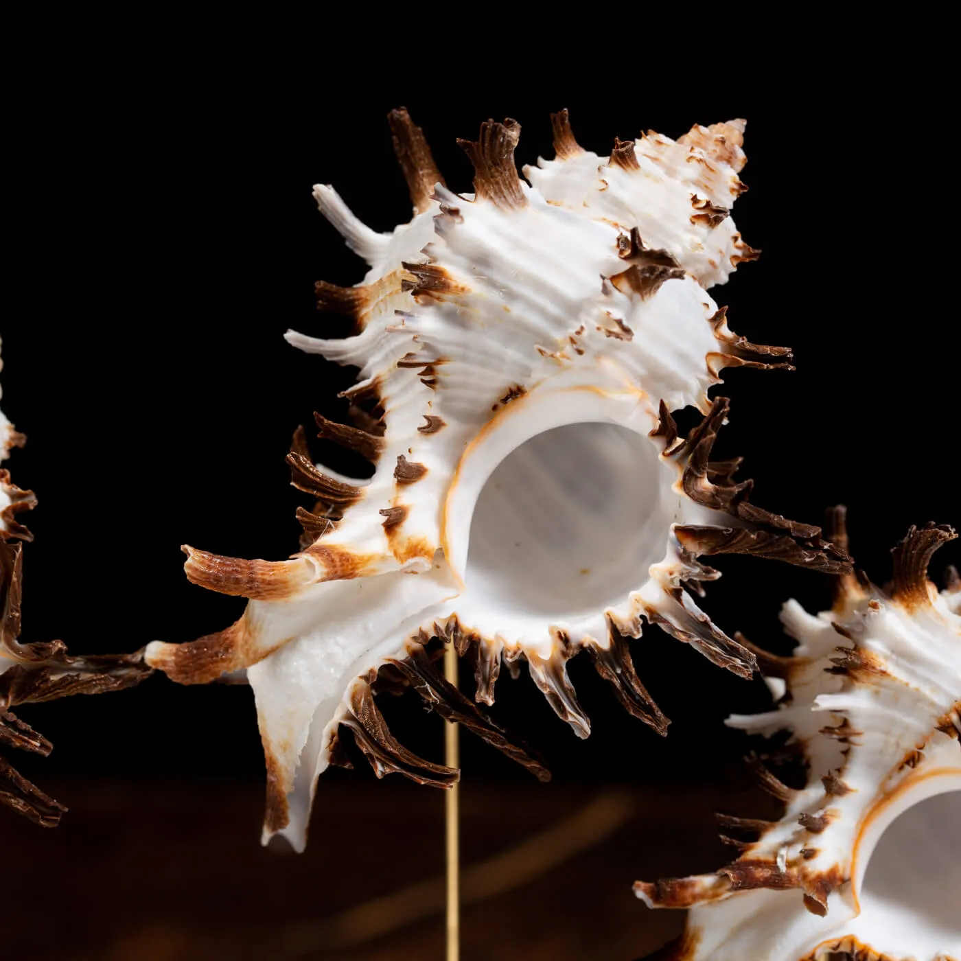 Conchiglie Hexaplex Cichoreum sotto Campana di Vetro