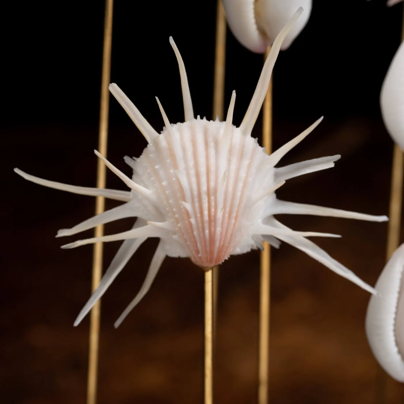 Conchiglie Spondylus Imperialis e Calpurnus Verrucosus sotto Campana di Vetro