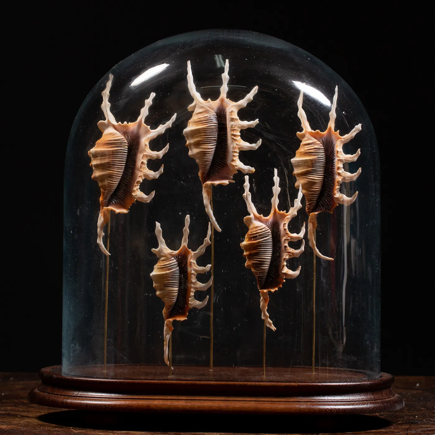 Conchiglie Lambis Scorpius sotto Campana di Vetro