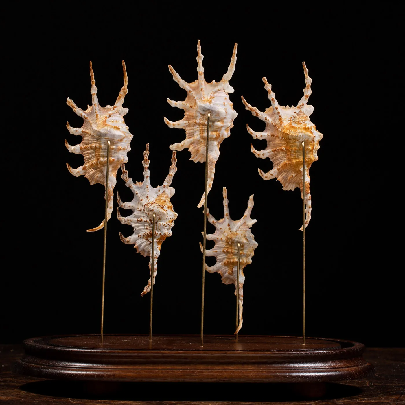 Conchiglie Lambis Scorpius sotto Campana di Vetro