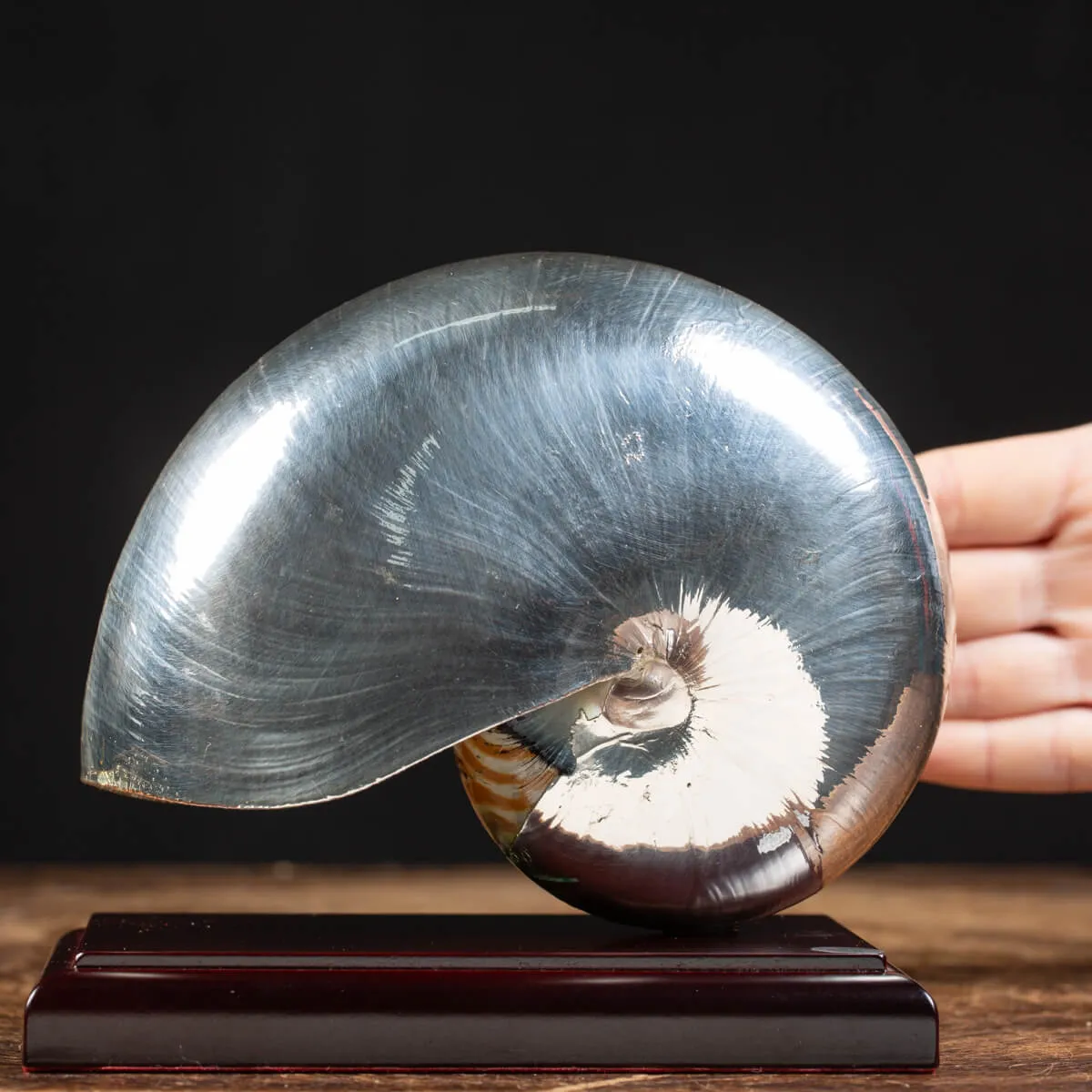 Nautilus Pompilius Argentato